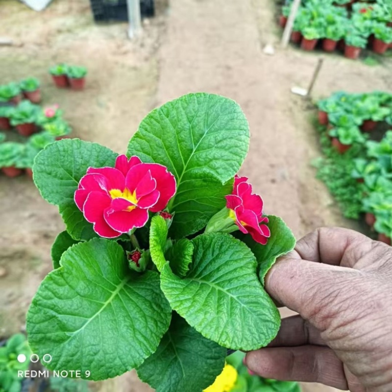 报春花