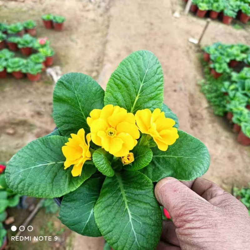 报春花