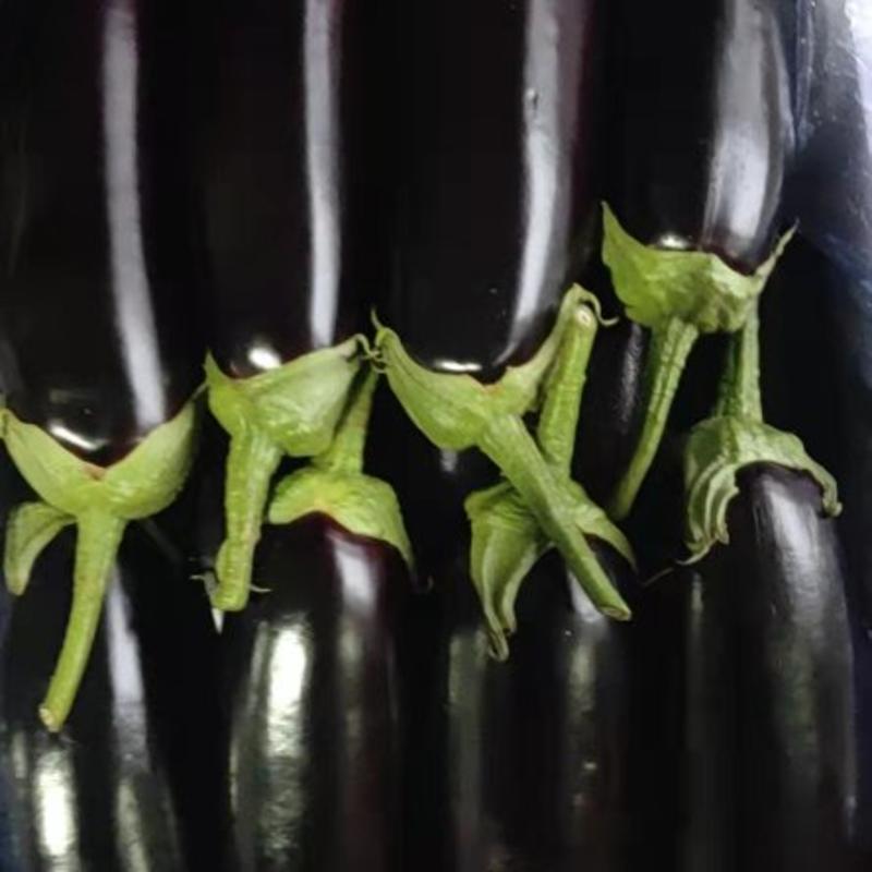 紫光茄子，黑茄子，一手货源，种植面积大，质量好，代收代发