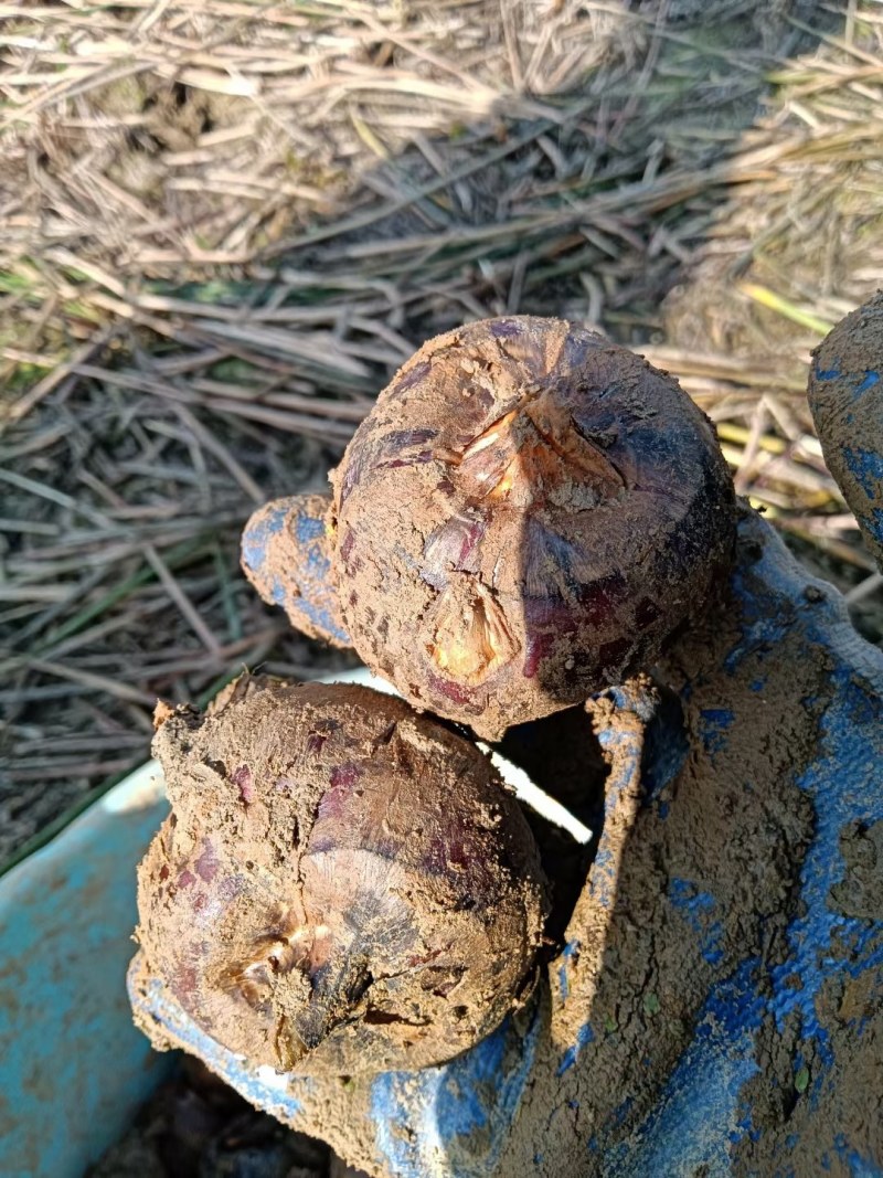乳源农家自种山水马蹄