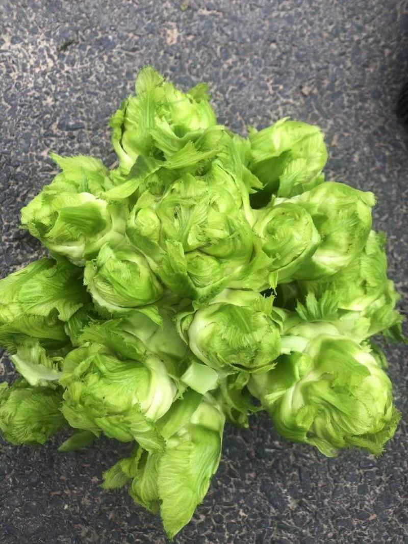 儿多儿大鲜嫩的儿菜