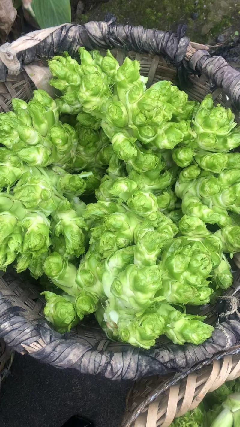 儿多儿大鲜嫩的儿菜