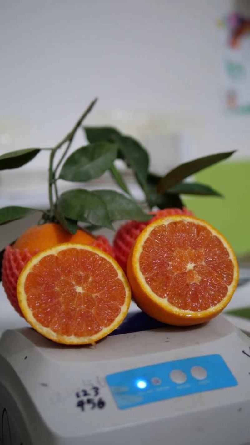 秭归中华红橙