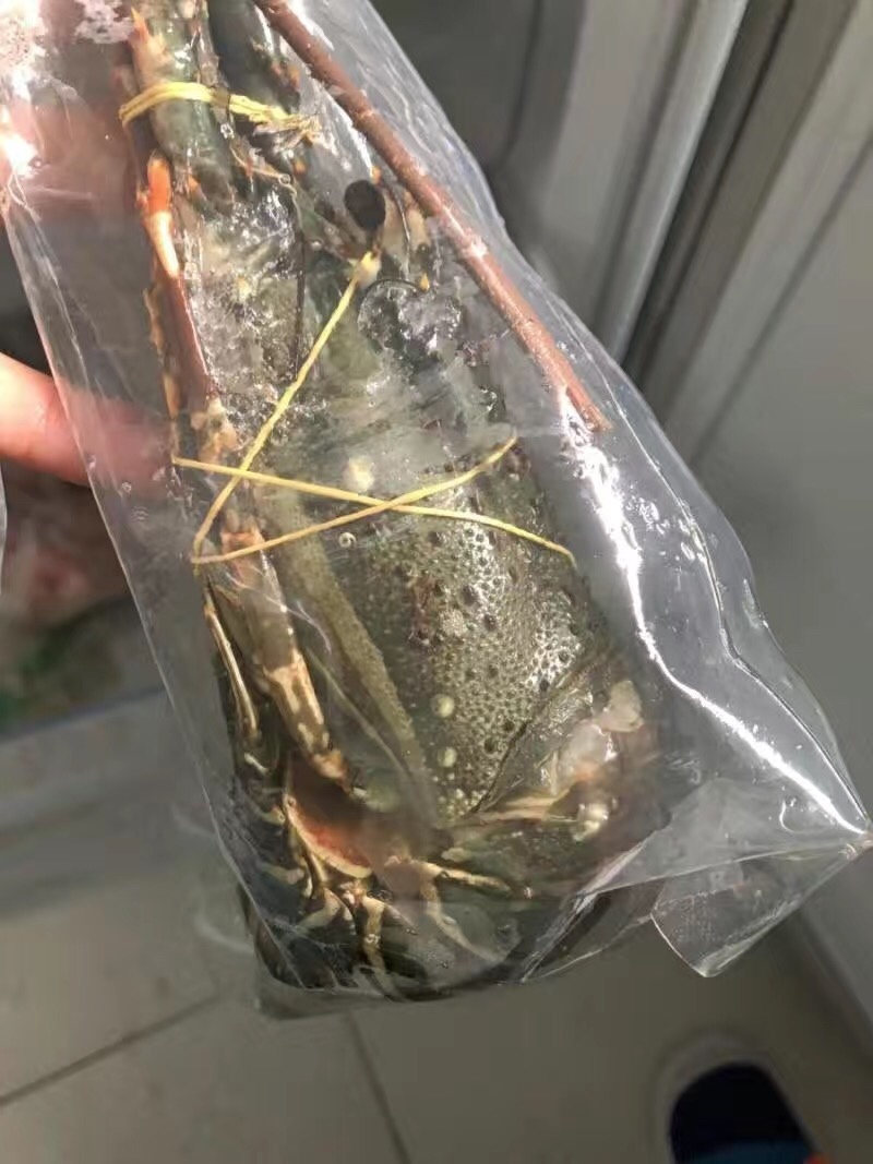 冰冻小青龙青龙虾大青龙冰鲜海鲜大龙虾青龙虾