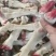 羊蹄（山羊）