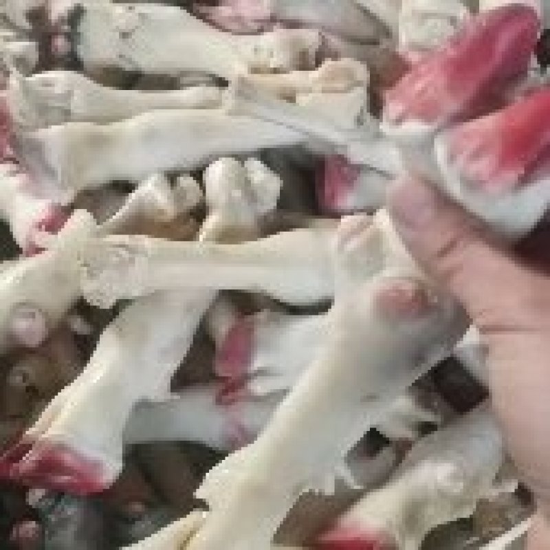 羊蹄（山羊）