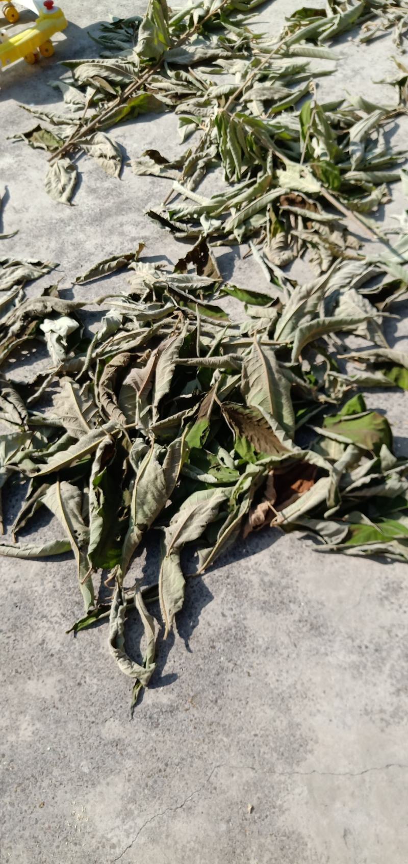 贵州高原野生中药材，紫珠叶，自然晒干，无硫