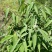 贵州高原野生中药材，紫珠叶，自然晒干，无硫