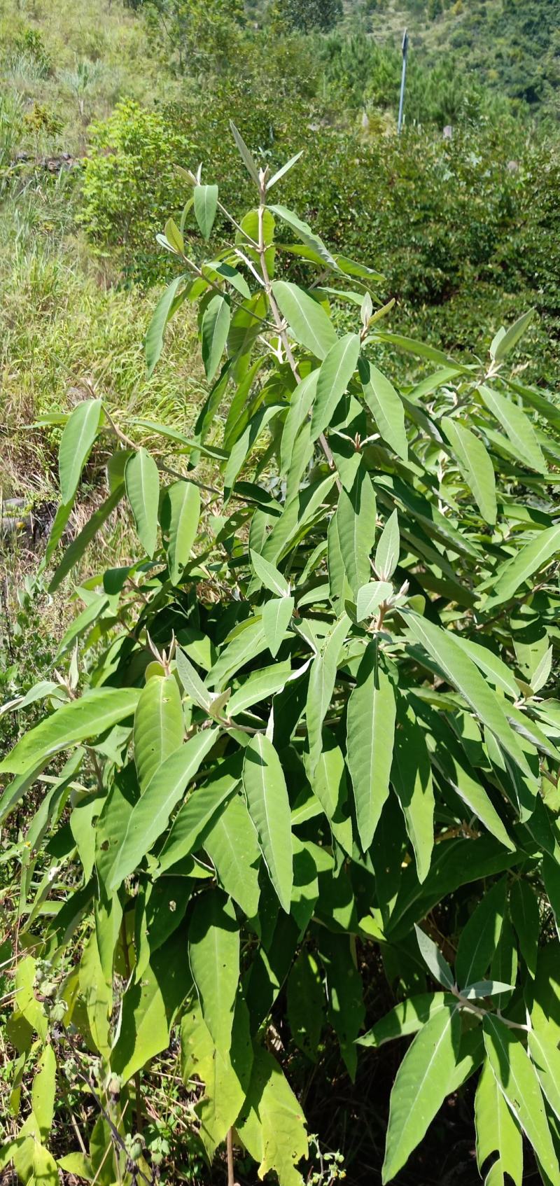 贵州高原野生中药材，紫珠叶，自然晒干，无硫