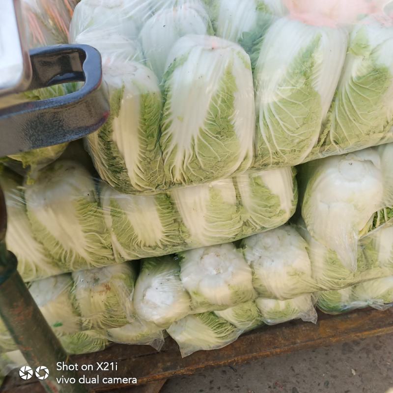 城固大白菜大量上市中2一3斤现货品种多样