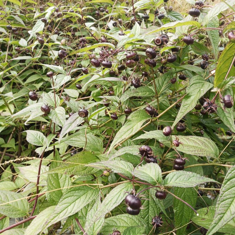 红参果鲜果