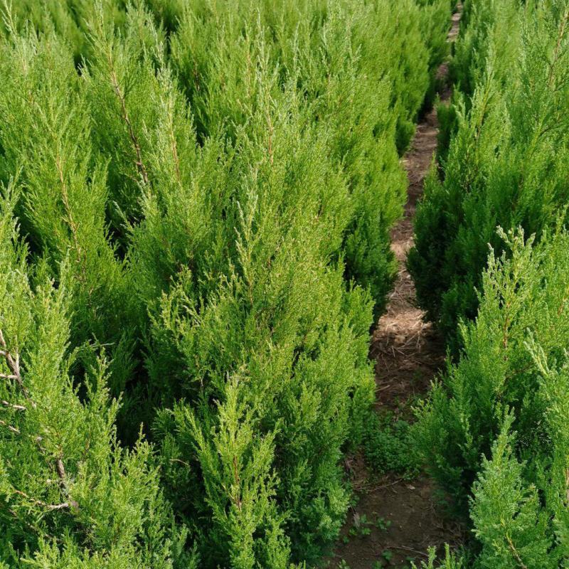 桧柏苗30公分~3米高价格桧柏树苗清明墓地松山体绿化