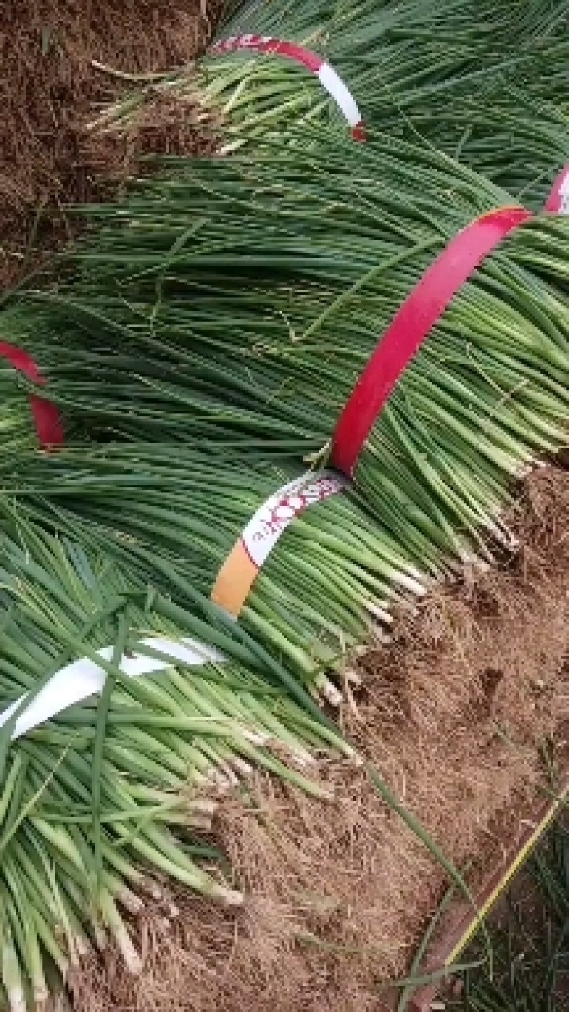 河南葱苗，长年有货，品质保证，服务第一，欢迎客商来采购。