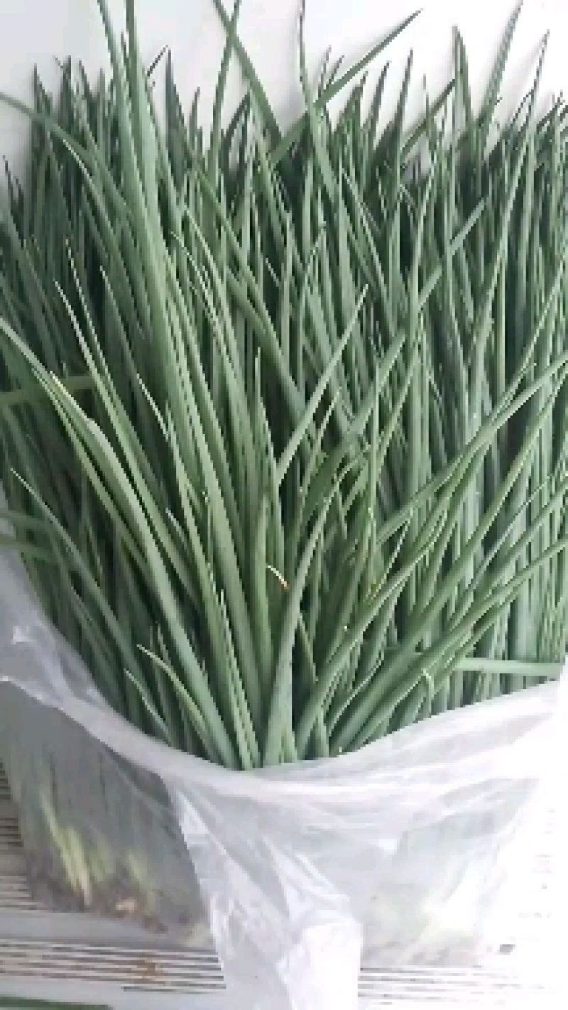 河南葱苗，长年有货，品质保证，服务第一，欢迎客商来采购。