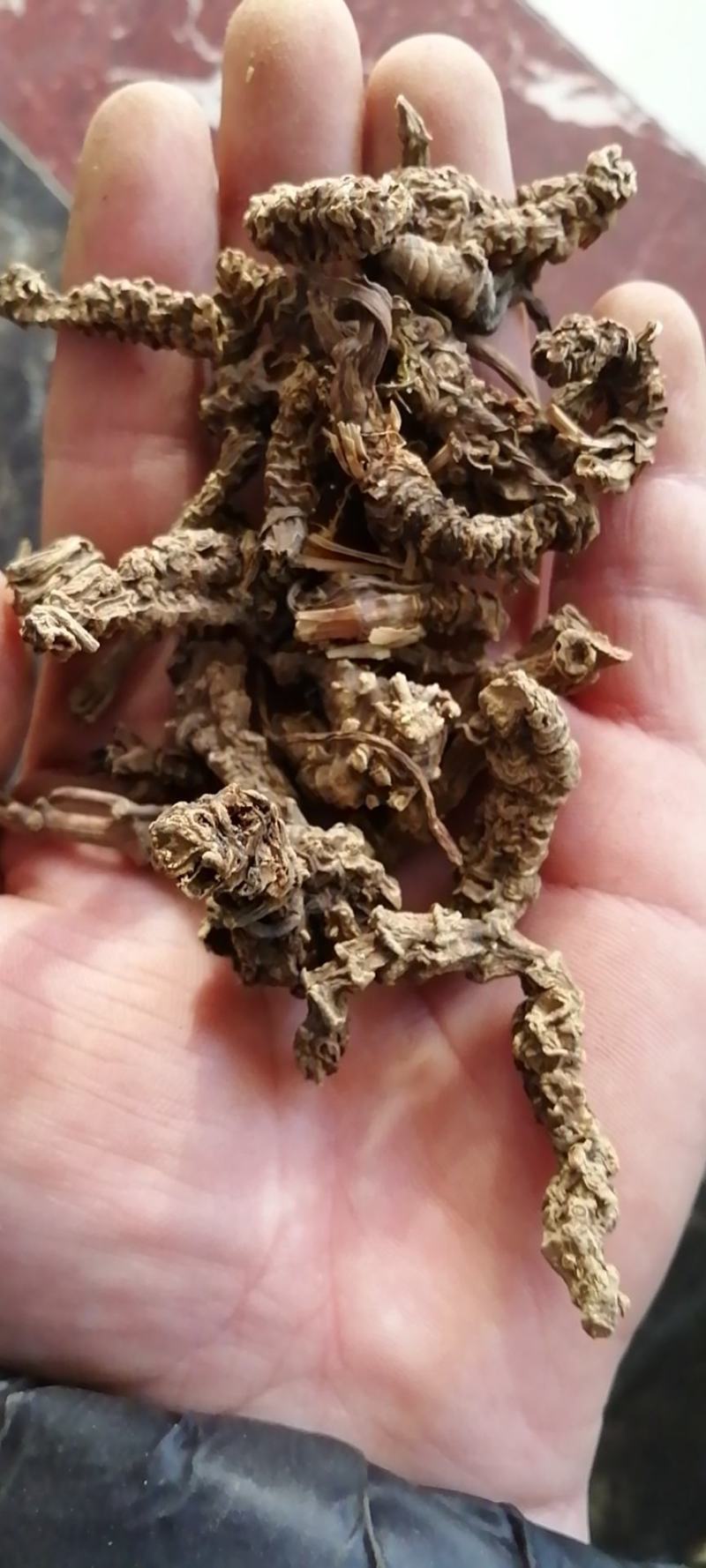缬草缬草根光缬臭草穿心排草光缬草农副产品
