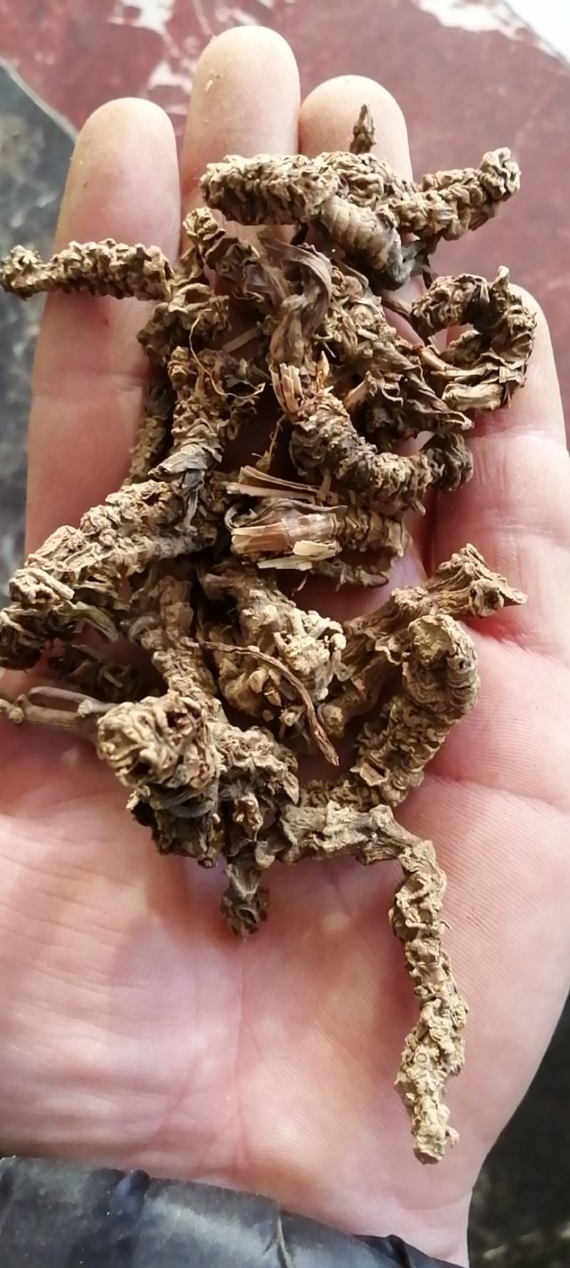 缬草缬草根光缬臭草穿心排草光缬草农副产品
