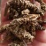缬草缬草根光缬臭草穿心排草光缬草农副产品