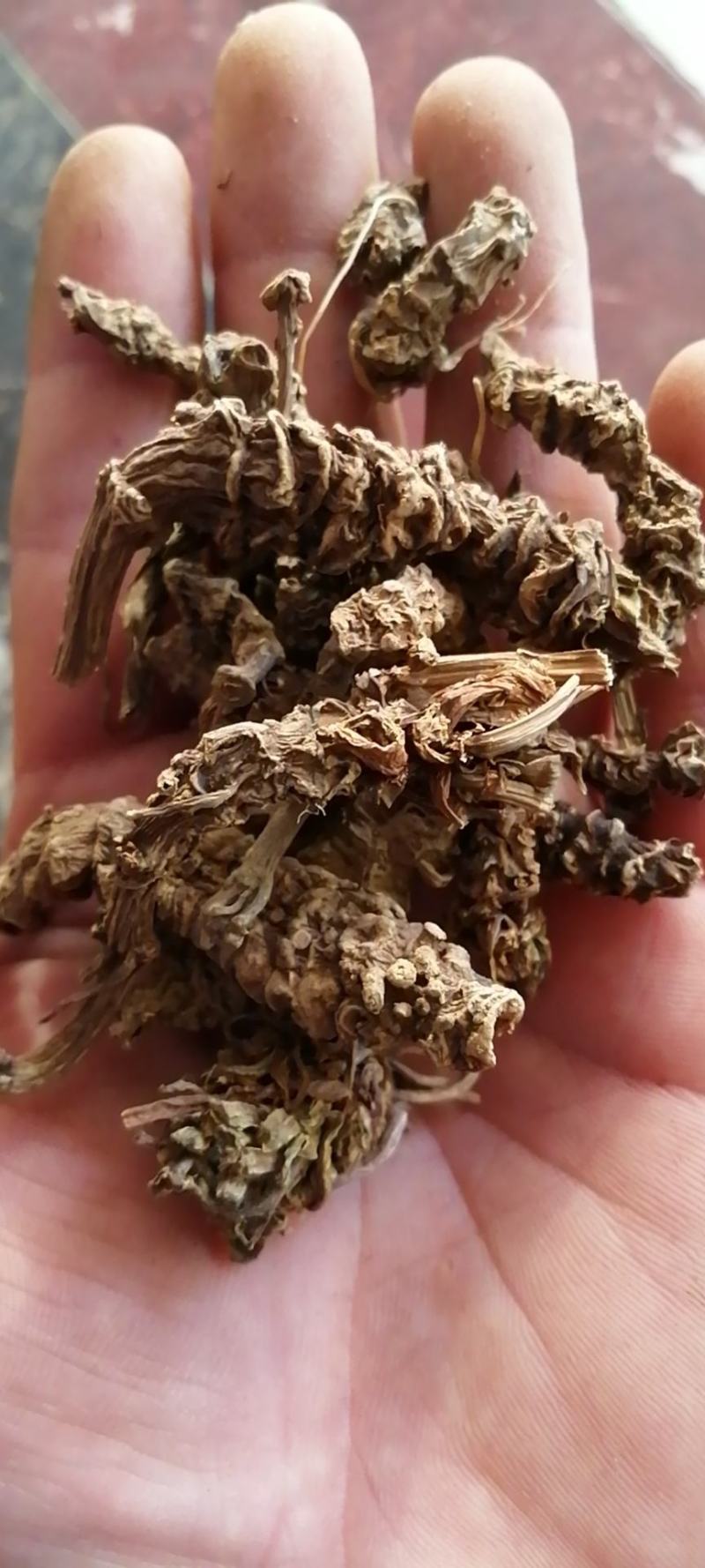 缬草缬草根光缬臭草穿心排草光缬草农副产品