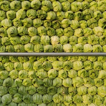 娃娃菜，黄心娃娃菜，娃娃菜（半毛菜）娃娃菜（毛菜）