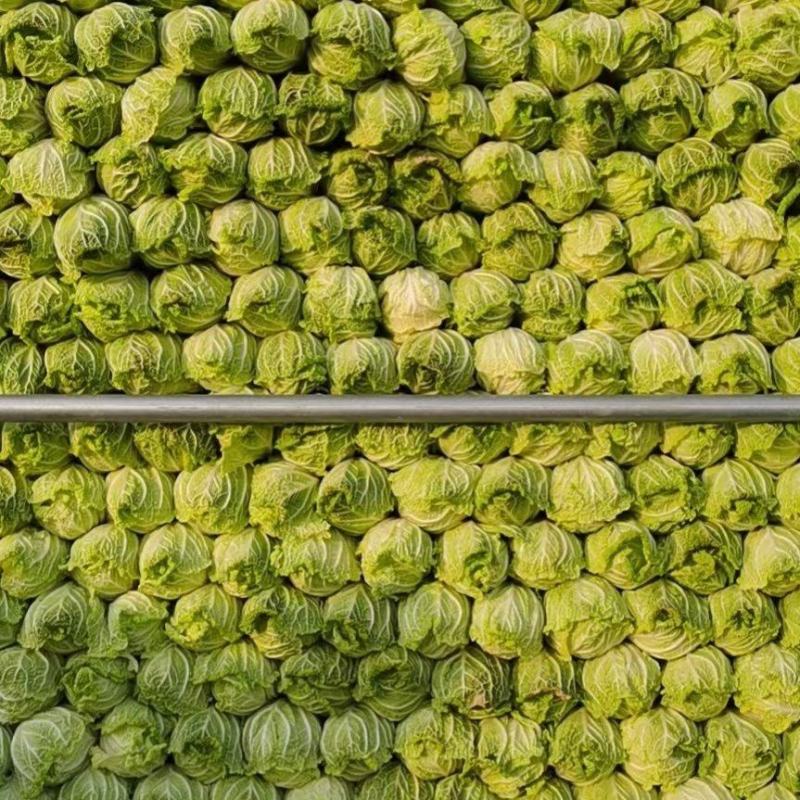 娃娃菜，黄心娃娃菜，娃娃菜（半毛菜）娃娃菜（毛菜）