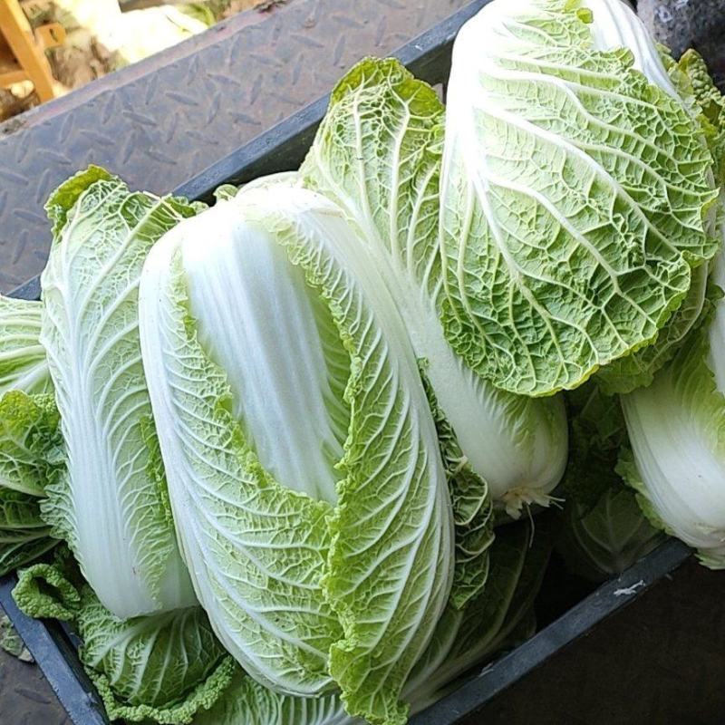 娃娃菜，黄心娃娃菜，娃娃菜（半毛菜）娃娃菜（毛菜）