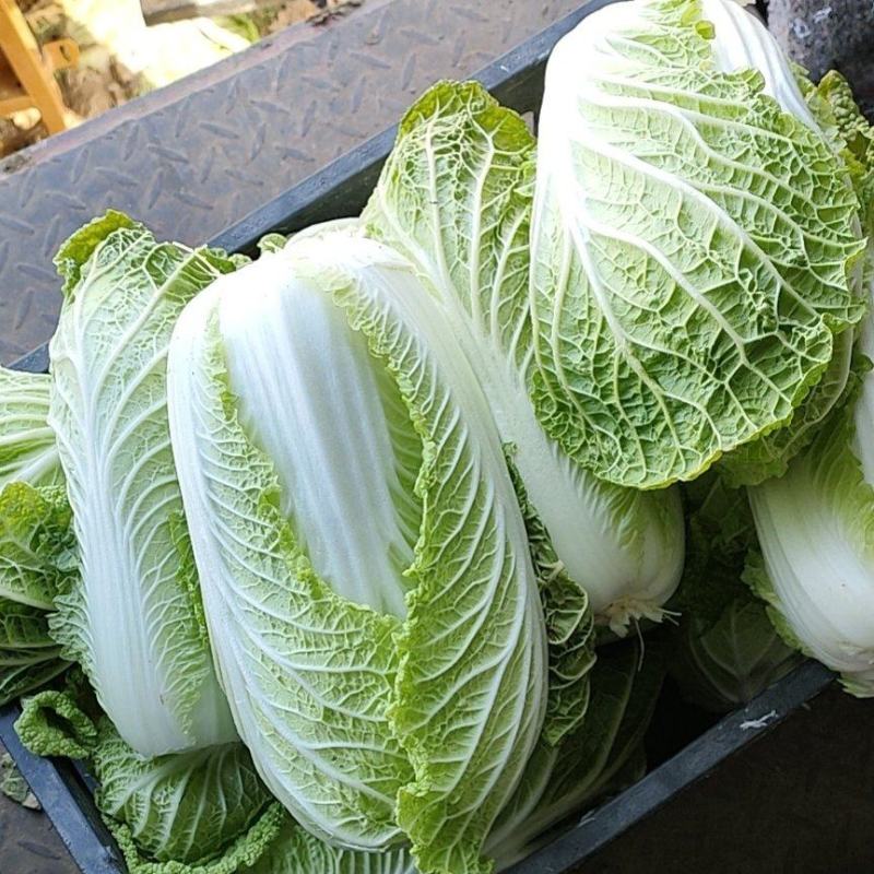娃娃菜，黄心娃娃菜，娃娃菜（半毛菜）娃娃菜（毛菜）
