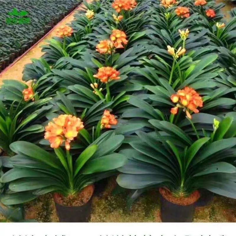 君子兰盆栽花卉植物四季常青绿植盆栽室内好养君子兰花君子兰
