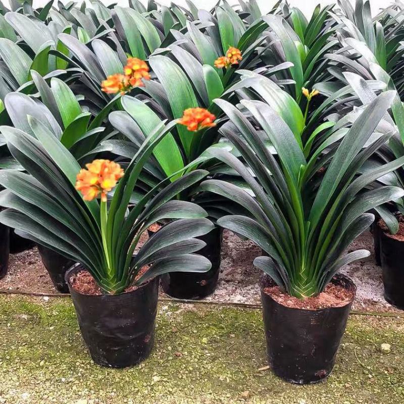 君子兰盆栽花卉植物四季常青绿植盆栽室内好养君子兰花君子兰
