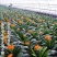 君子兰盆栽花卉植物四季常青绿植盆栽室内好养君子兰花君子兰