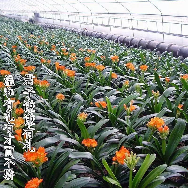君子兰盆栽花卉植物四季常青绿植盆栽室内好养君子兰花君子兰