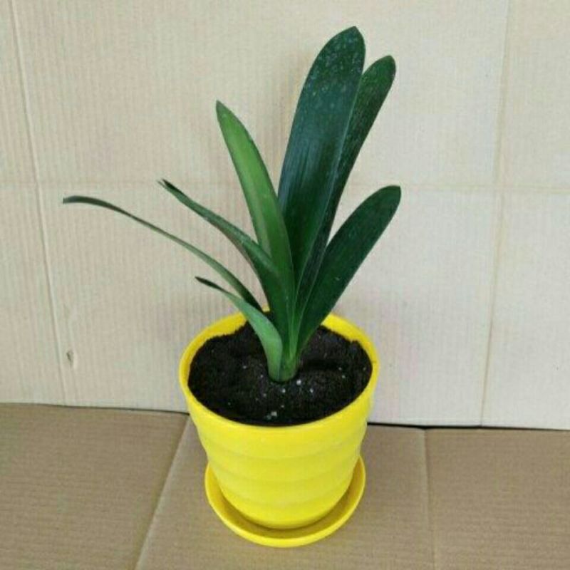 君子兰盆栽花卉植物四季常青绿植盆栽室内好养君子兰花君子兰