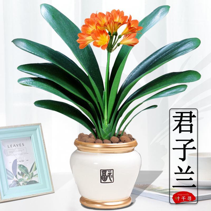 君子兰盆栽花卉植物四季常青绿植盆栽室内好养君子兰花君子兰