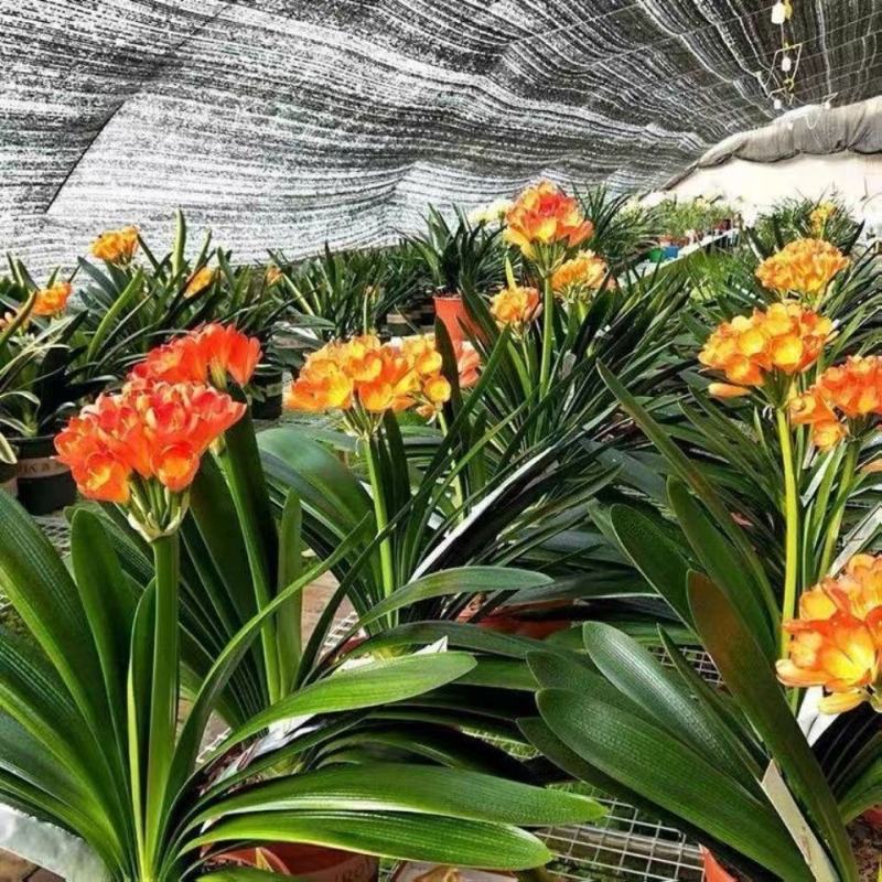 君子兰盆栽花卉植物四季常青绿植盆栽室内好养君子兰花君子兰