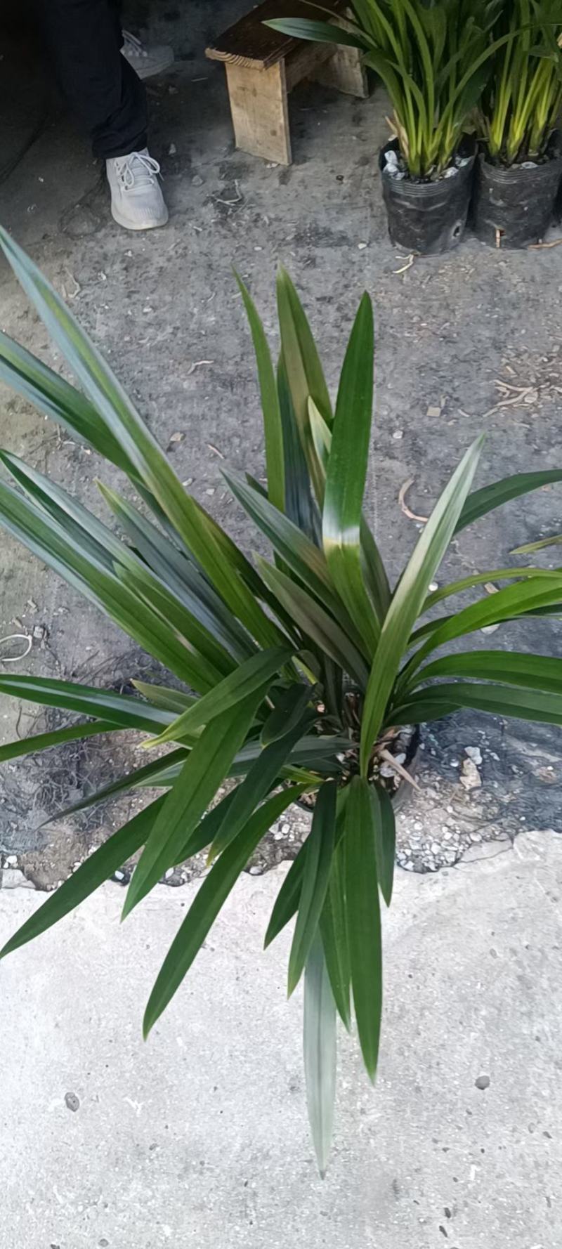 墨兰A级货基地直销