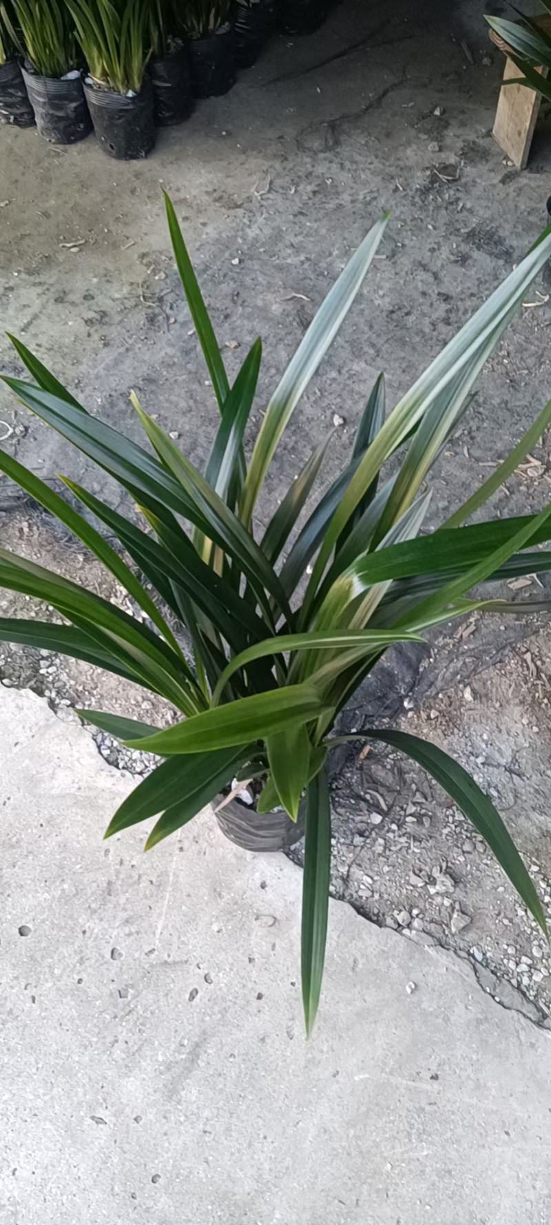 墨兰A级货基地直销