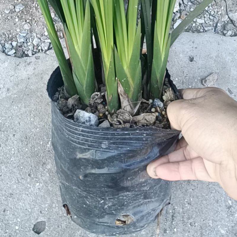 墨兰A级货基地直销
