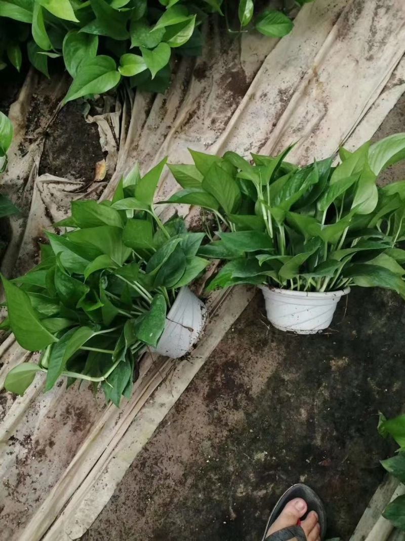 基地直销白盆180#A货