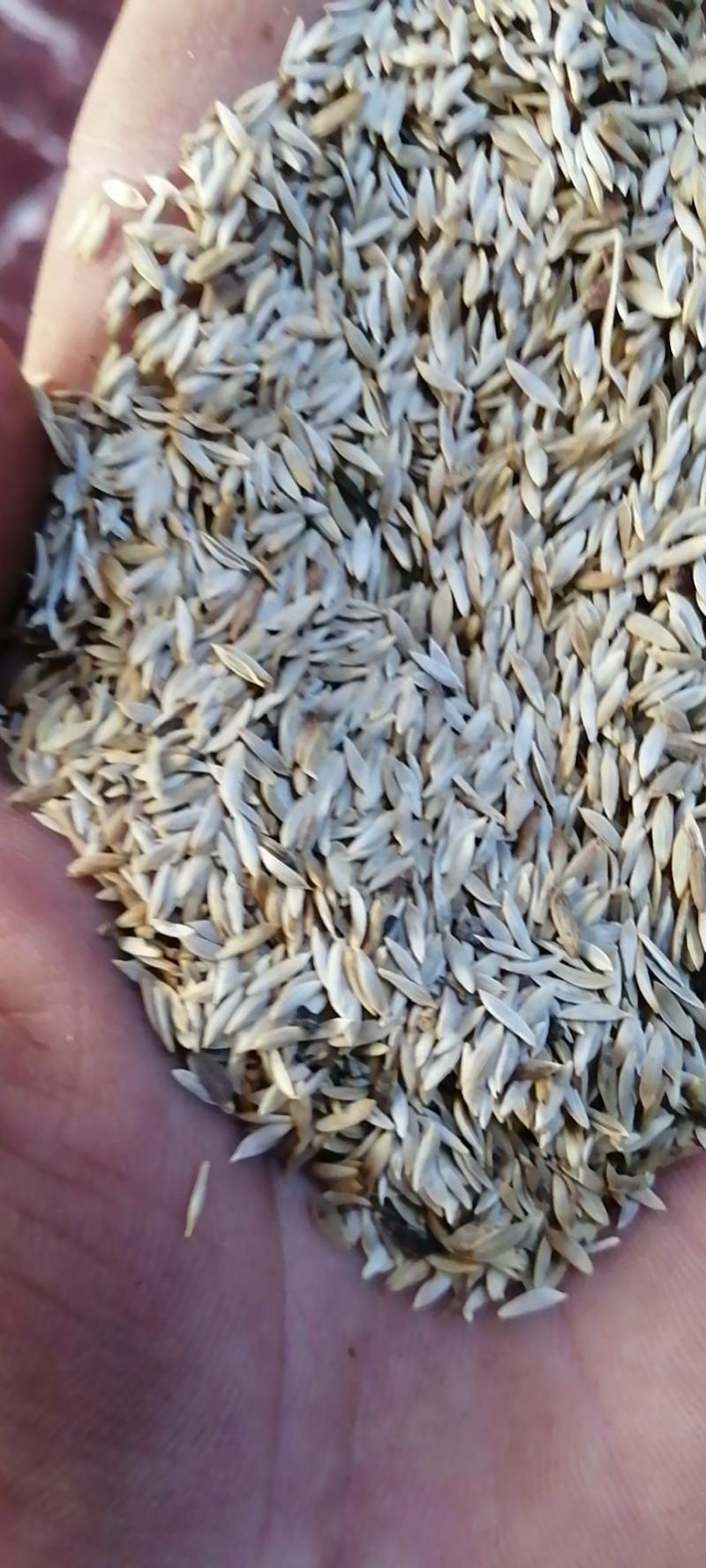 白巨胜中药材生菜子干货不满意可退换货