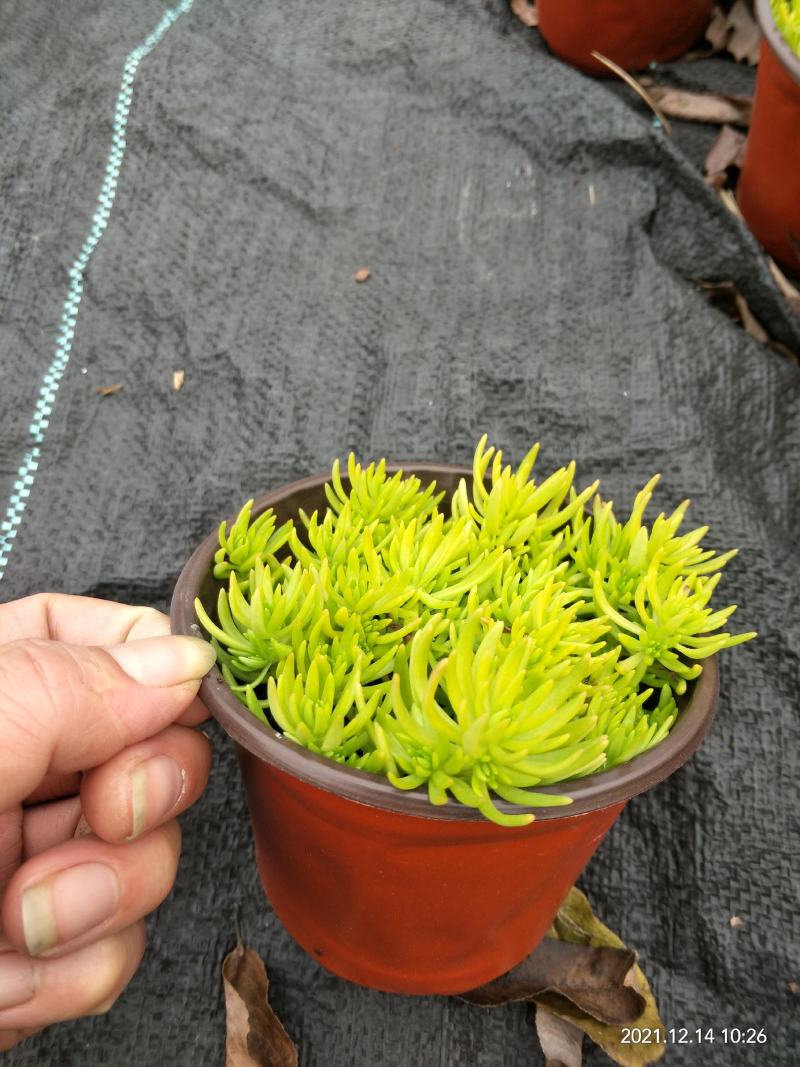 120盆佛甲草金叶佛甲草佛甲草方盘等