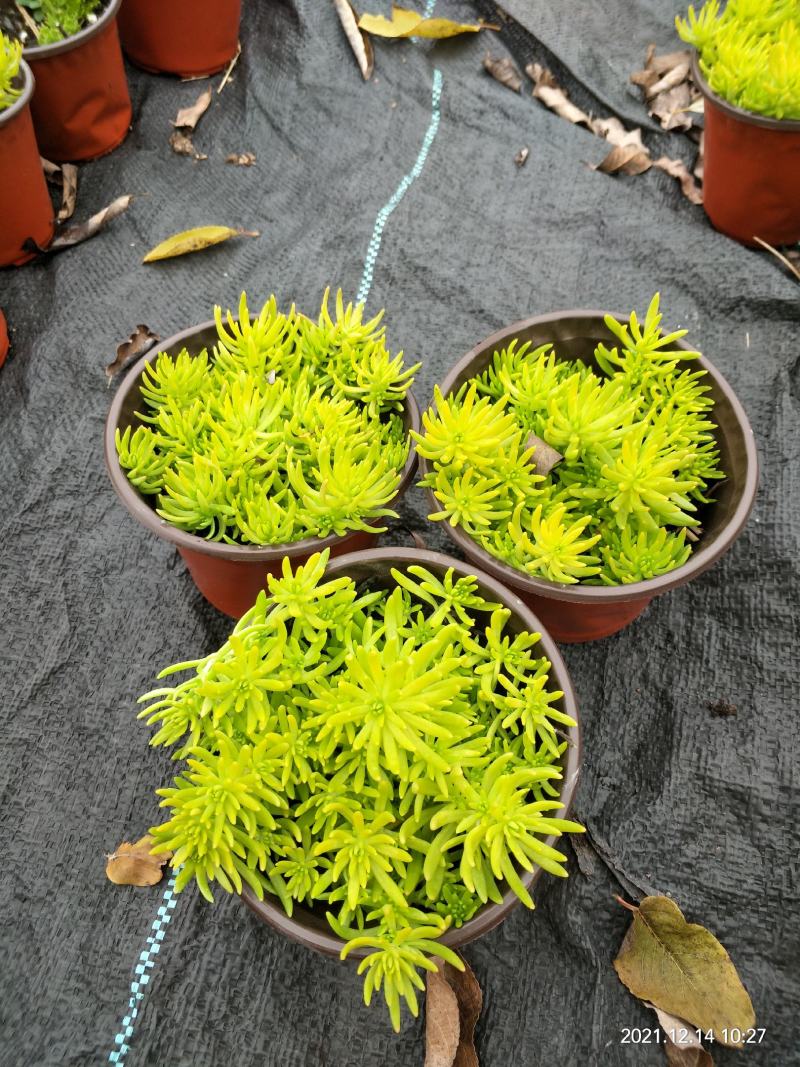 120盆佛甲草金叶佛甲草佛甲草方盘等