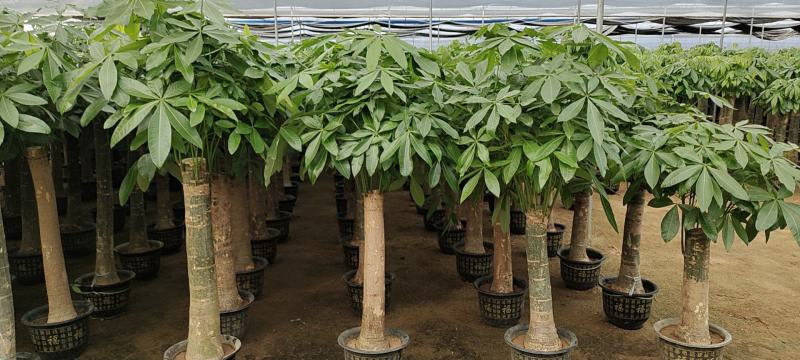 基地直销批发单杆发财树