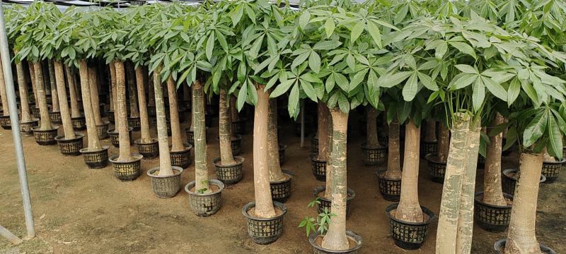 基地直销批发单杆发财树