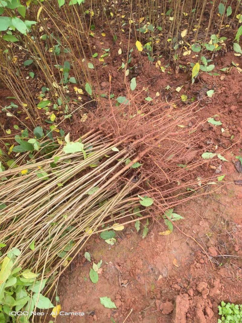 自家苗圃种植的樱桃直生苗当天发货成活率高