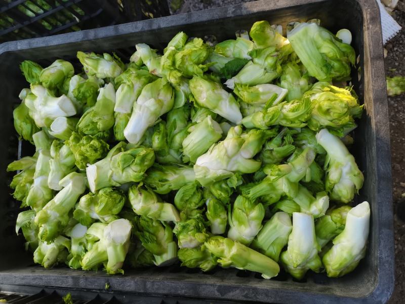 儿菜多子菜儿菜头电商货市场货多多买菜美团
