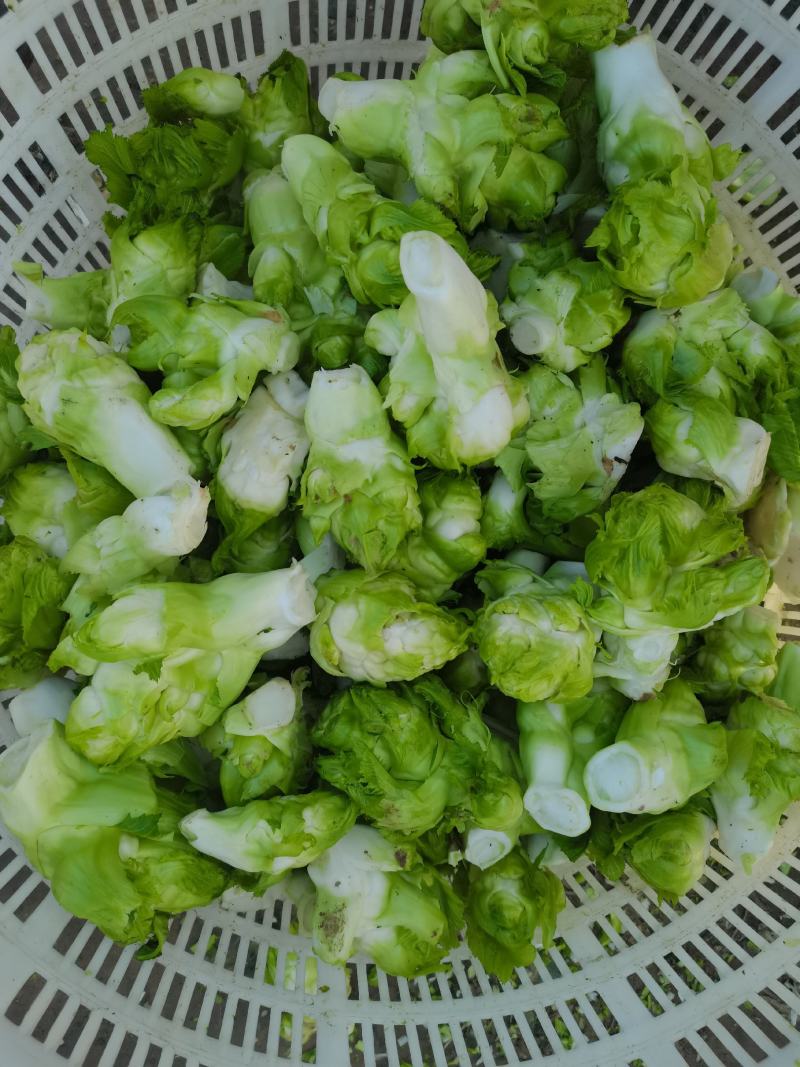 儿菜多子菜儿菜头电商货市场货多多买菜美团