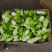 儿菜多子菜儿菜头电商货市场货多多买菜美团