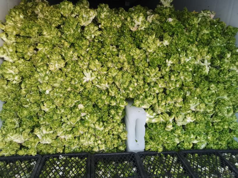 儿菜多子菜儿菜头电商货市场货多多买菜美团