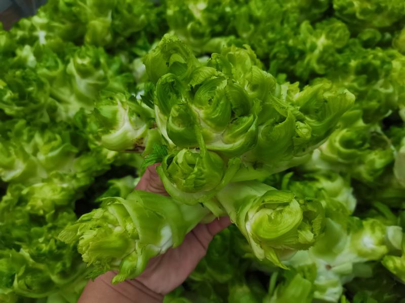 儿菜多子菜儿菜头电商货市场货多多买菜美团