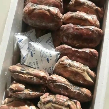 海鲜礼盒必备面包蟹特价清仓