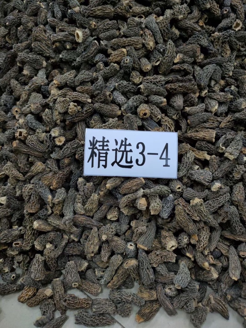 【野生羊肚菌】规格齐全大货批发味道香浓